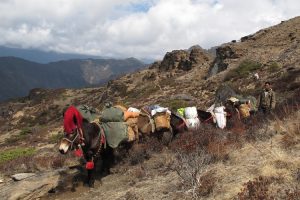 Pony train. Image by J Knight