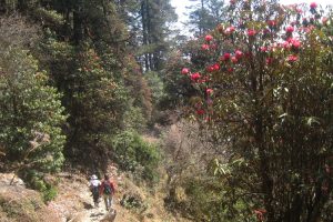 Rhododendron forest. Image by B Witte