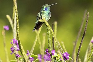 Hummingbird at Curi-Cancha Wildlife Reserve in the Monteverde Cloudforest region of Costa Rica