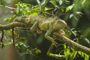 Iguana at Cano Negro Wildlife Refuge in Costa Rica