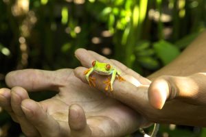 Red-eyed tree frog taken in the gardens of Mawamba Lodge in Tortuguero