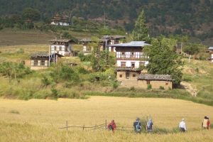 Walking in Punakha Valley. Image by Mr & Mrs Stallion