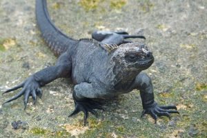 Marine iguana, seen on safari on the Galapagos Islands