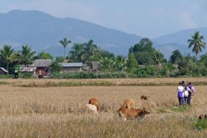 Walking near Luang Namtha. Image by J Lickis