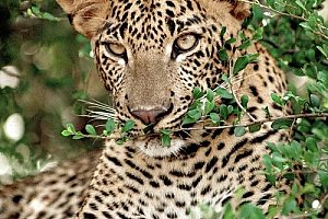 A leopard resting in Yala National Park