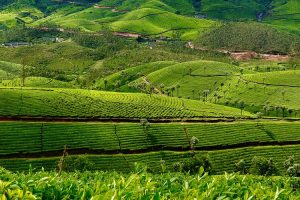 Gentle walking wildlife kerala Tea Plantations Munnar