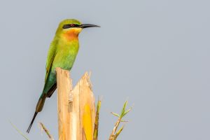 Gentle walking wildlife kerala green Bee Eater in Kumarakom