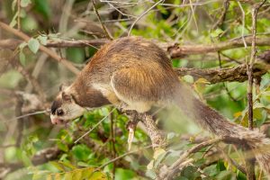 Gentle walking wildlife kerala grizzled giant squirrel