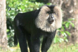 Gentle walking wildlife kerala lion tailed macaque