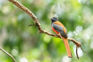 Gentle walking wildlife kerala malabar trogon