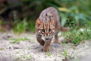 Gentle walking wildlife kerala rusty spotted cat chinnar