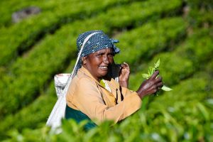 Gentle walking wildlife kerala tea picker munnar