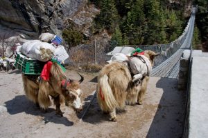 Yak crossing