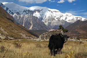 Yak and views on trek