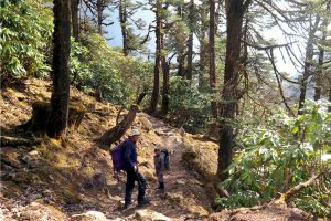 Trekking through Forest near Yangle Kharka. Image by N Morgan