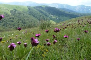 Biogradska Gora flowers