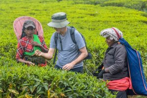 Tea pickers