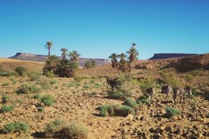 Donkeys among the desert scenery