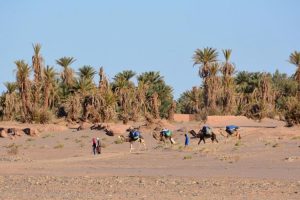 Camels in the Moroccan wilderness