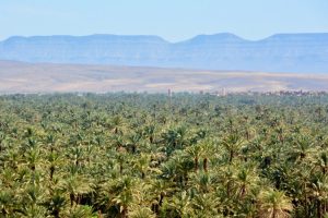 Palm tree forest on trek