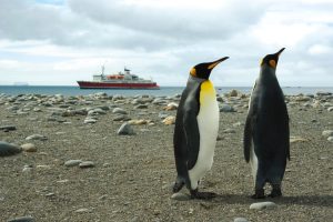 Penguin at Salisbury Plains, Antarctica