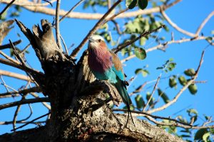 Fantastic bird life, Luvuvhu River, Pafuri