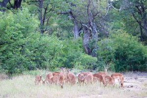 Impala, Kruger National Park