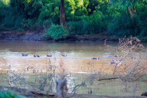 Hippo, Pafuri walking trails