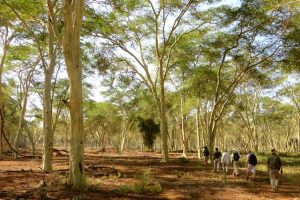 Fever tree forest, Pafuri