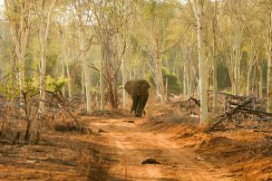 Pafuri trails safari - Kruger National Park