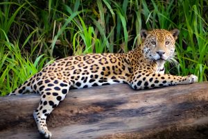 Jaguar in the Amazon