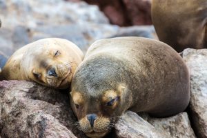 Sea lions, Paracase National Park