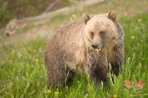 Grizzly bear at Lake Louise