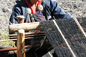 A weaver. Image by N Sloman