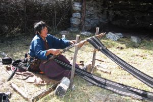 A weaver. Image by N Sloman