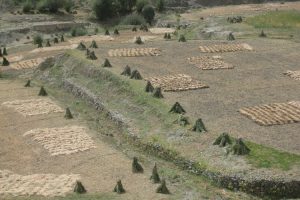 Fields near Lamayuru