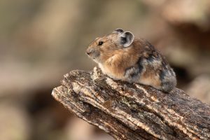 American pika