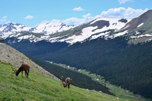 Elk in Rocky Mountains NP