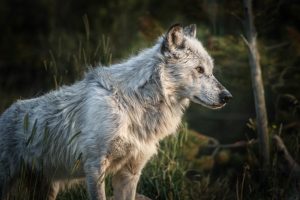 Yellowstone wolf