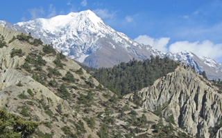 Yarsagumba on the Annapurna Circuit