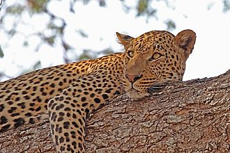 Classic Luangwa Walking Safari in Style