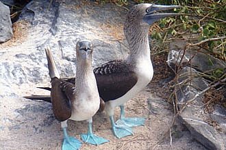 Galapagos islands r butler