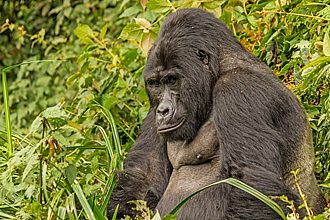 Gorilla & Wildlife Walking Safari, Uganda