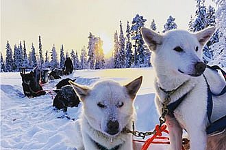 Husky Sledding Arctic Adventure, Finland