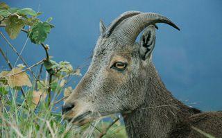 Born to Climb: the Himalayan Tahr