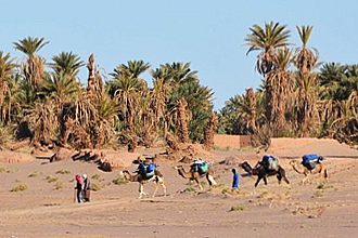 Sahara Camel Trek, Morocco