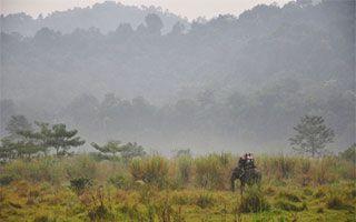 Tiger Successfully Relocated from Chitwan National Park