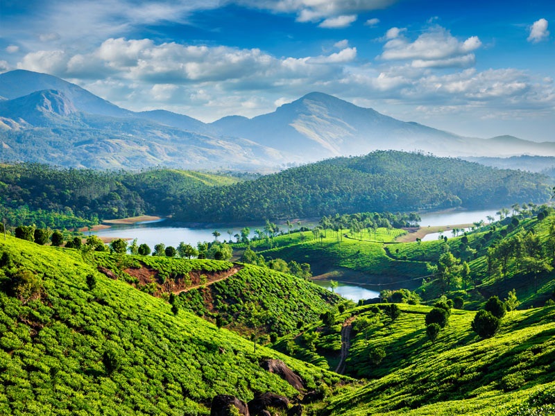 Spend time at a tea plantation