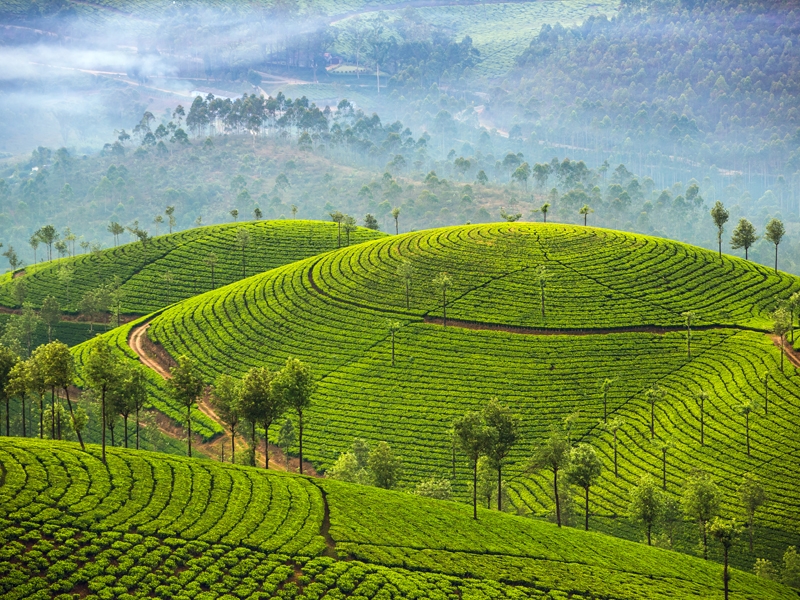 Gentle Walking Kerala